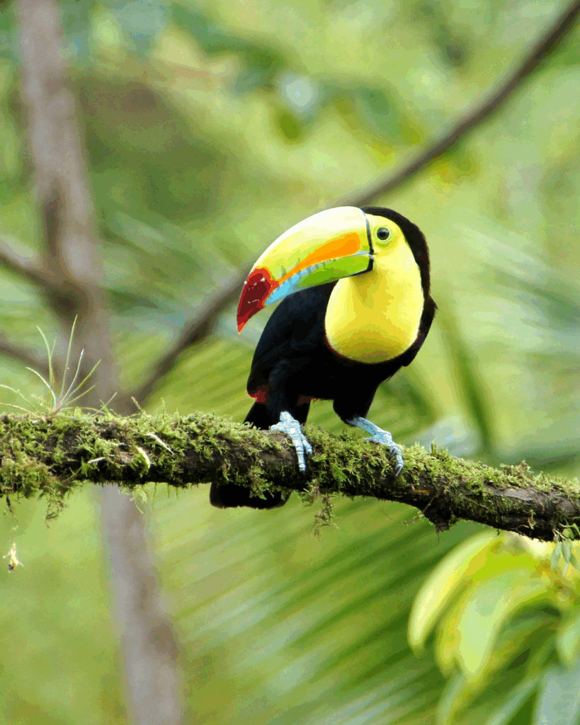 February Costa Rica
